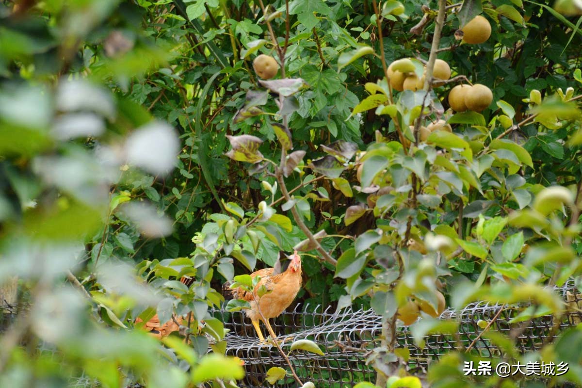 农民养两千余只土鸡变飞鸡,中国深山养殖5亿只鸡视频