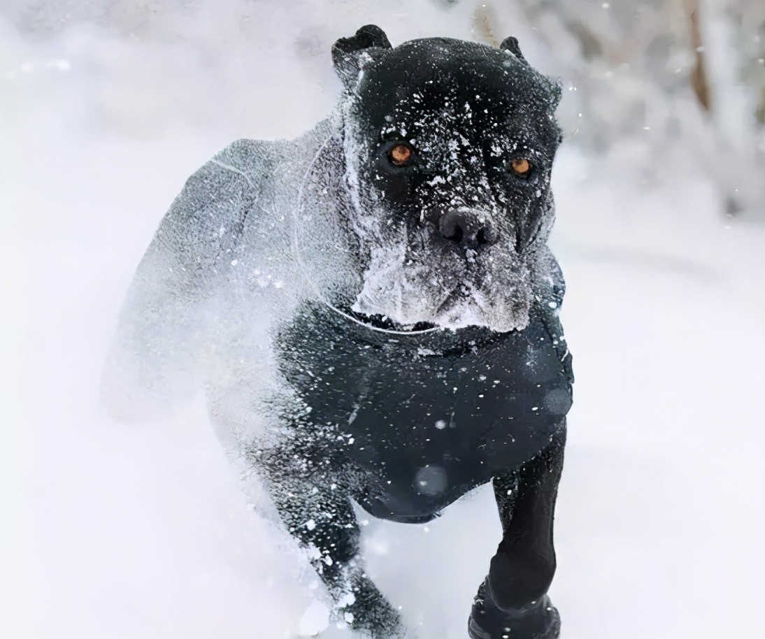 卡斯罗为什么几乎没人养,卡斯罗为啥看着那么傻