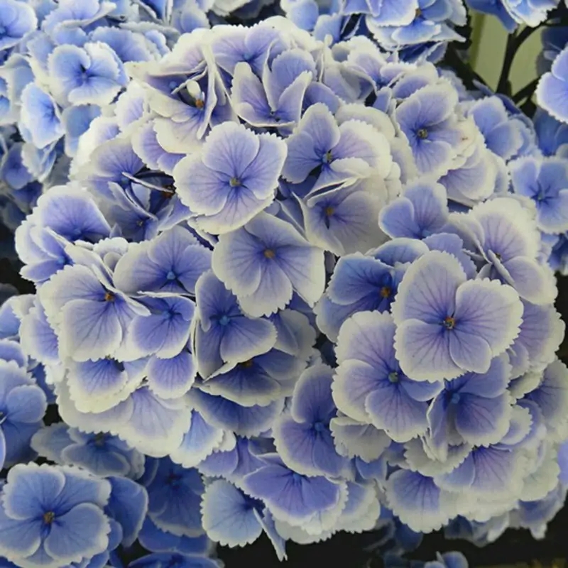 这“38种花”,当你开始收集品种时,你已入坑颇深