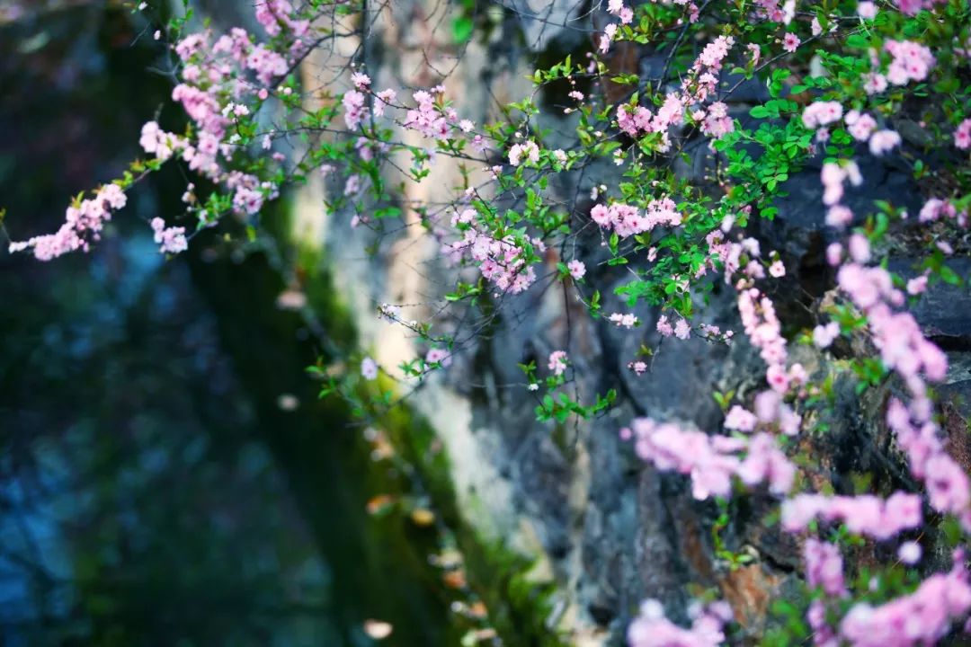 四月物语|桃杏梨大美中国、世界唯一！江浙沪紫藤芝樱绽放！