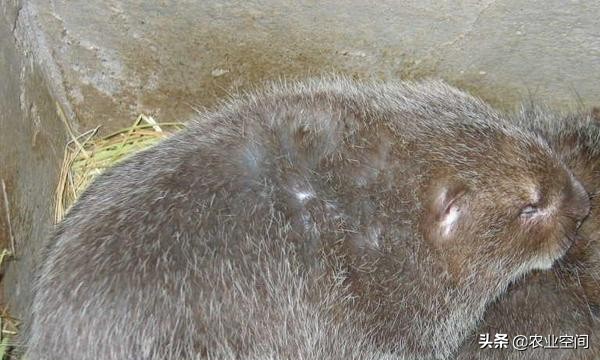 竹鼠未来的前景,竹鼠经济