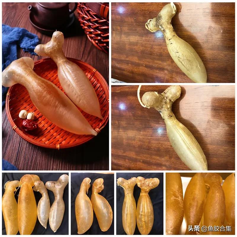 如何辨别鱼胶花胶的好坏和质量,炖出来的鱼胶怎么分辨好坏