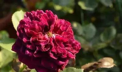 100种玫瑰花品种大全,玫瑰花有哪些品种大全