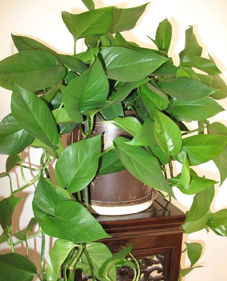 绿萝叶子发黄的原因及解决方法,绿萝叶子发黑是哪一步做错了