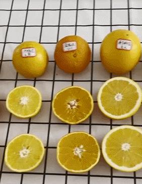 9种橙子,橙子正宗赣南脐橙测评