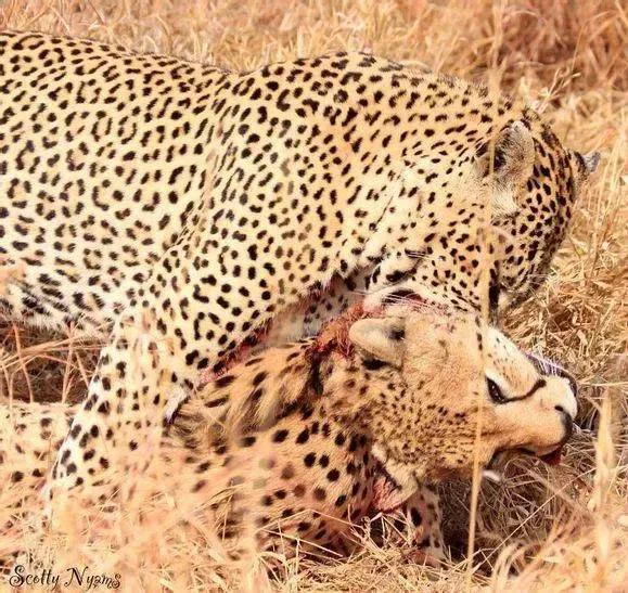 犬科代表非洲野犬，*攻围**狮子，掠夺豹子，暴打鬣狗，成为草原王者