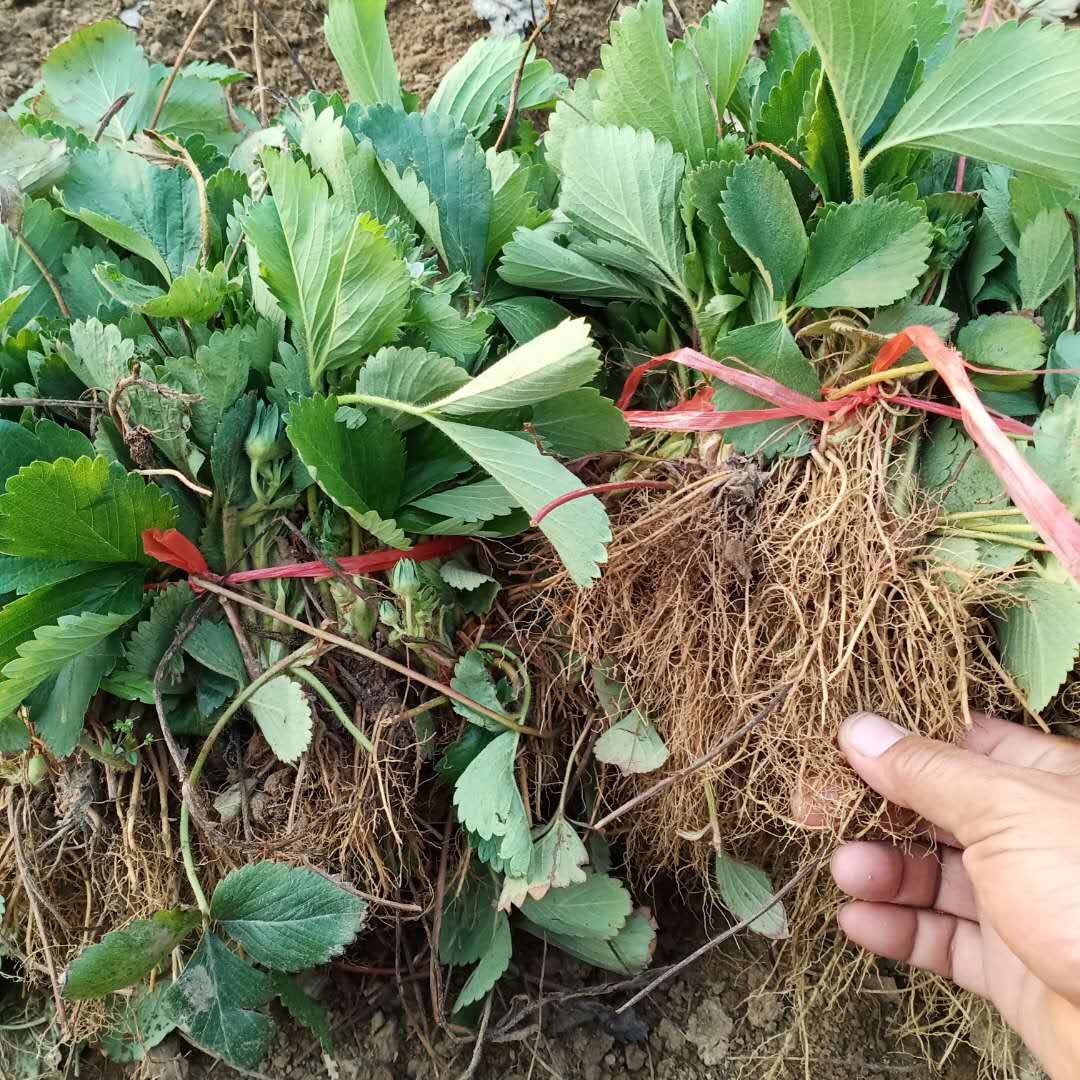 贵黔一号草莓苗特点,全明星草莓苗的特点