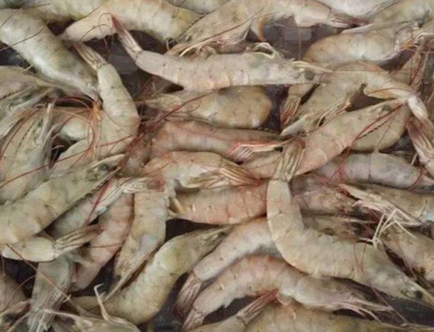 大虾储存为什么用瓶子,塑料瓶保存大虾的方法