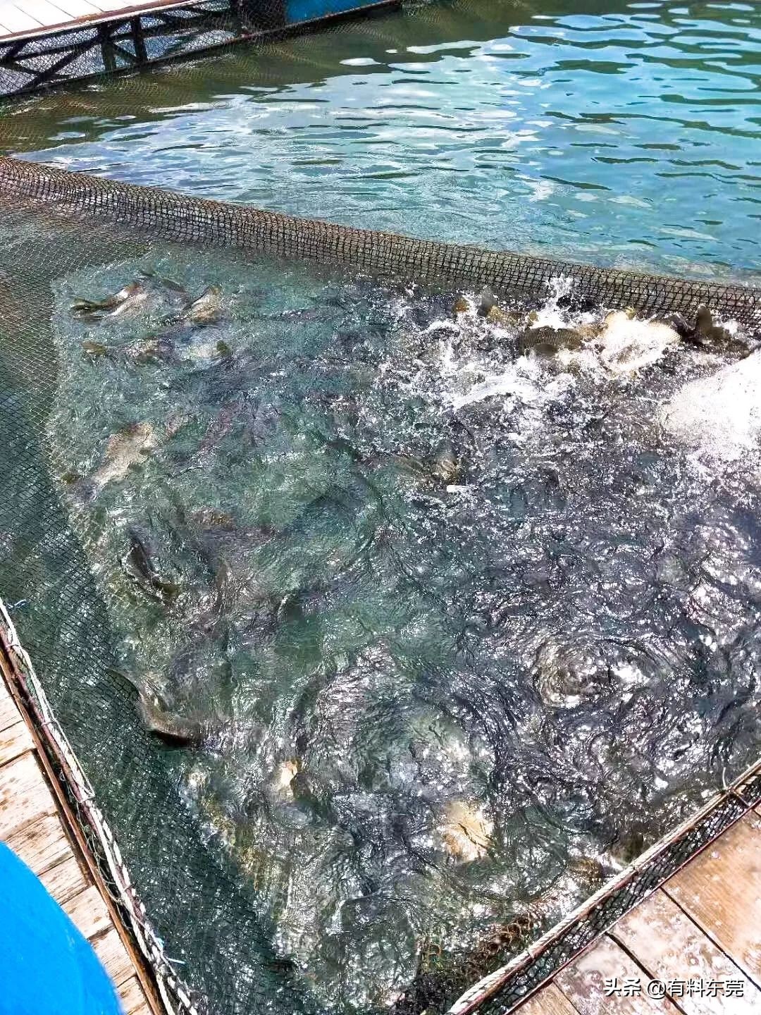 牛鞭牛宝汤优惠团购,牛宝牛鞭汤优惠