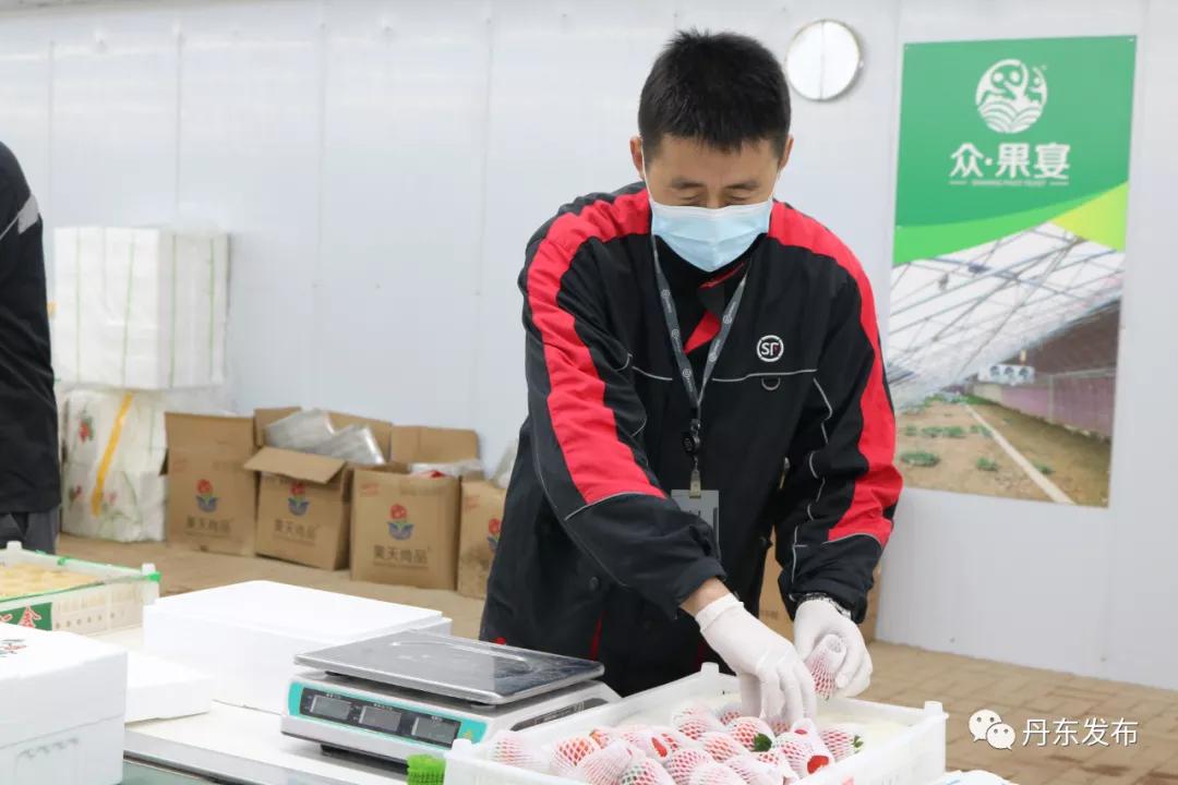 东港草莓栽种视频,东港草莓怎么管理怎么施肥