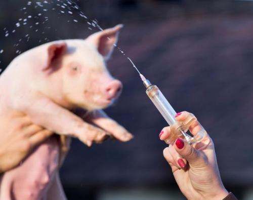 猪疫苗注射的正确部位和方法图,猪乙脑疫苗一次注射量是多少