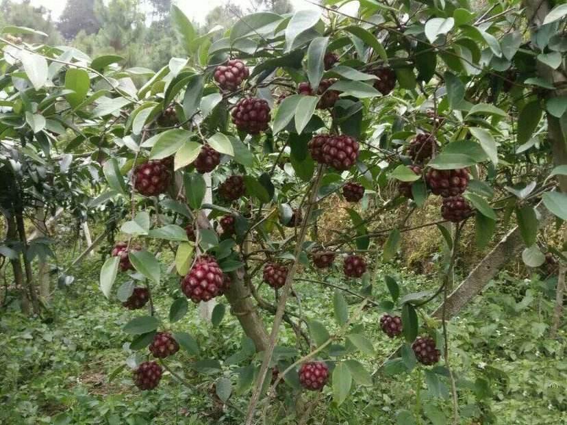 最近很火的一种水果叫什么,有一种水果它的真正的名字叫什么