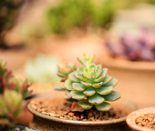 最好养的多肉品种介绍,多肉该怎么养才好