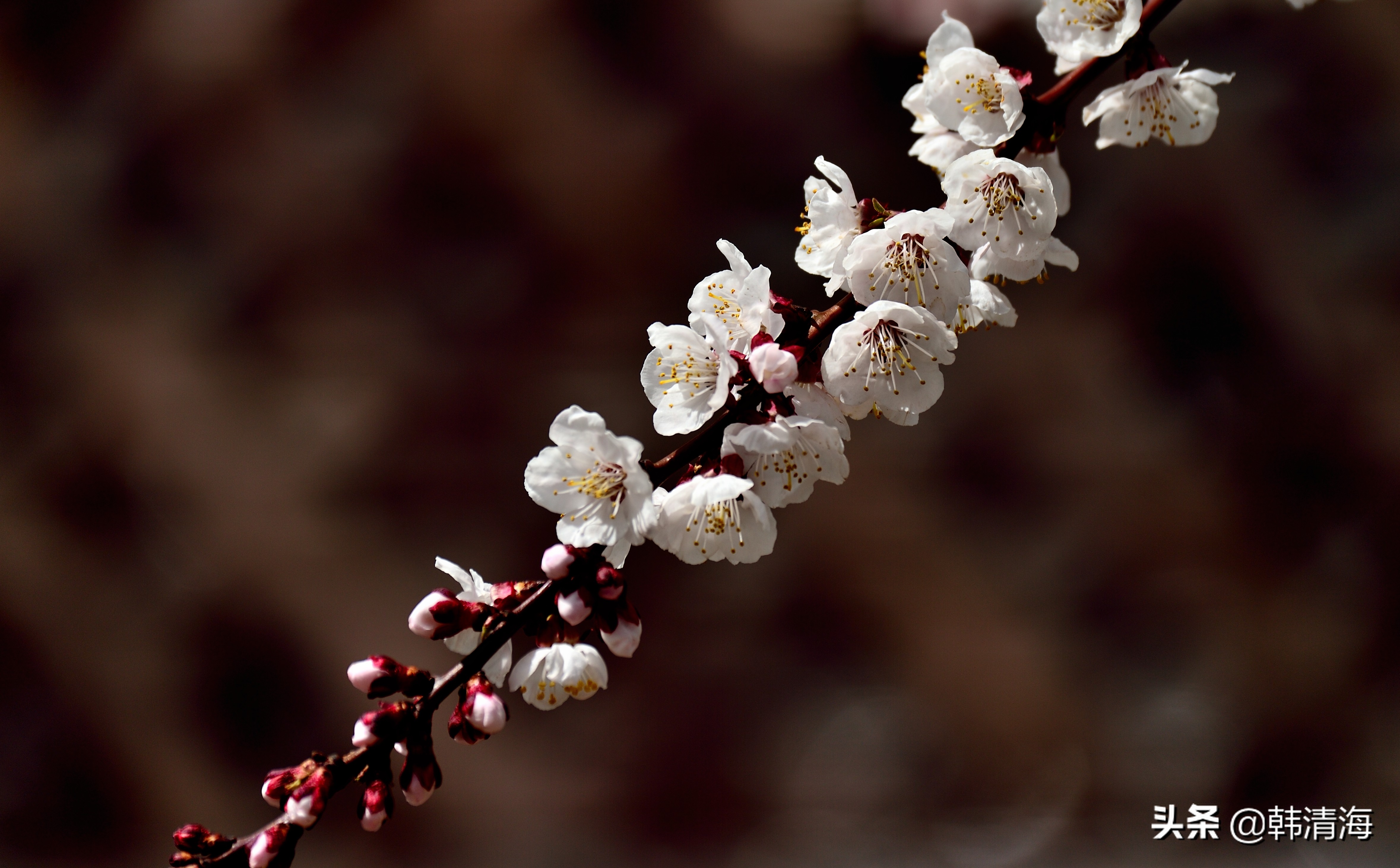 天津市南开区水畔花园新房,天津杏花什么时候开花