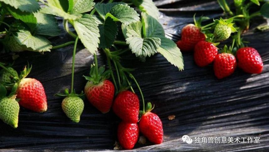 画画草莓教程可爱简单,绘画教程简单可爱草莓熊