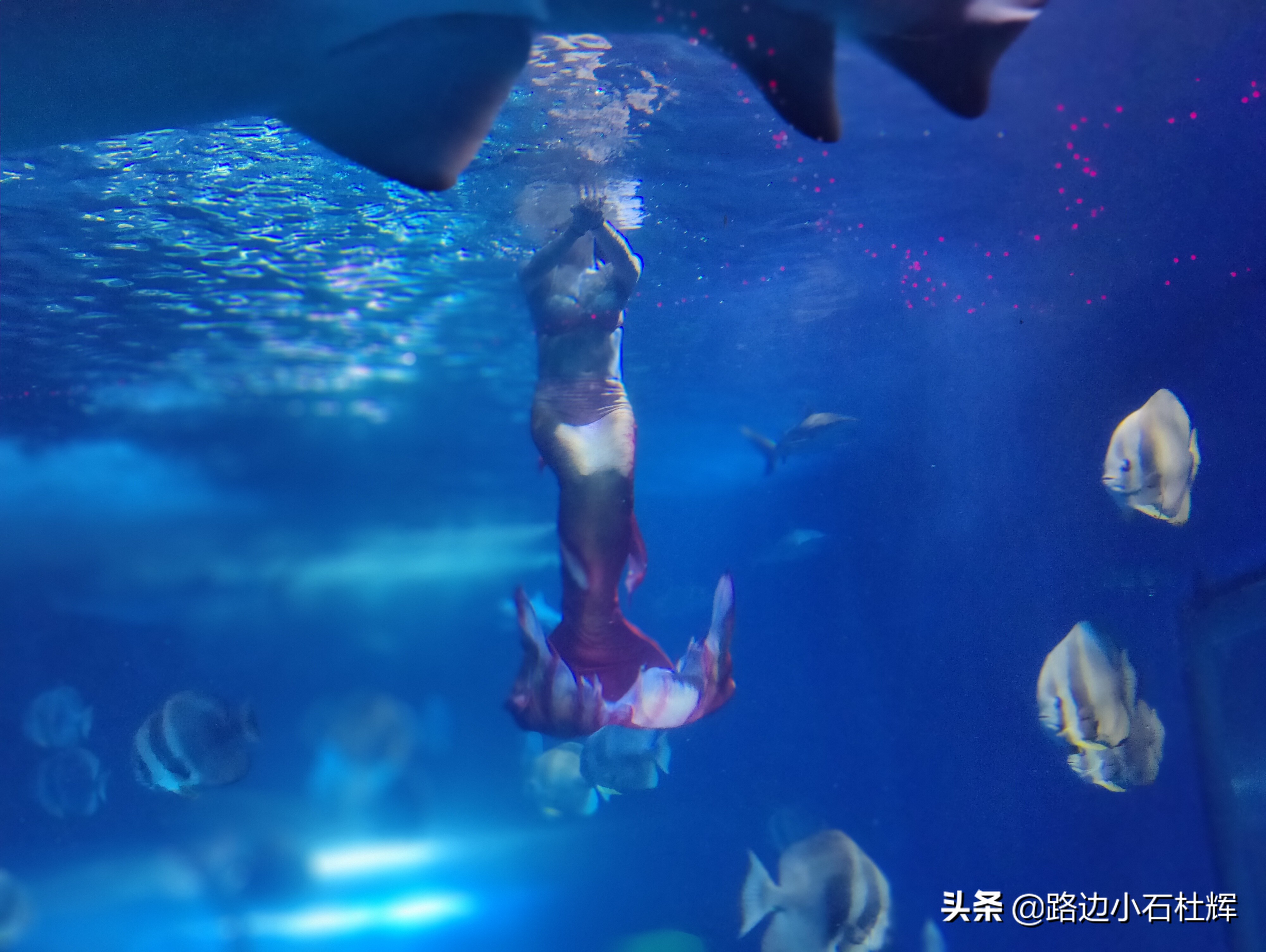 北京海洋馆游玩一览表,北京太平洋海洋馆海底世界