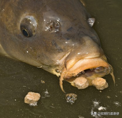欧鲤钓组单柄鱼钩绑法,欧鲤钓组挂浮珠还是挂玉米