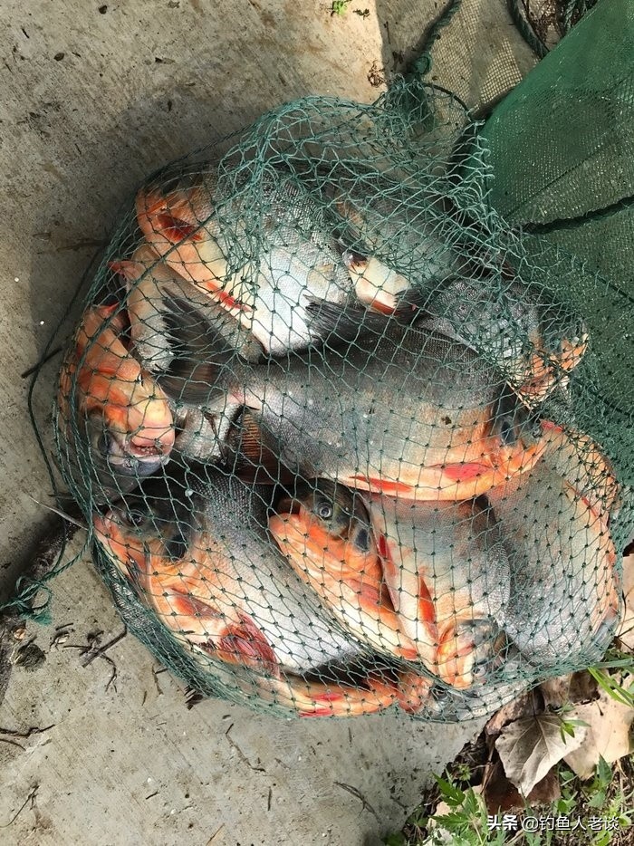 食人白鲳观赏鱼,食人鱼淡水白鲳