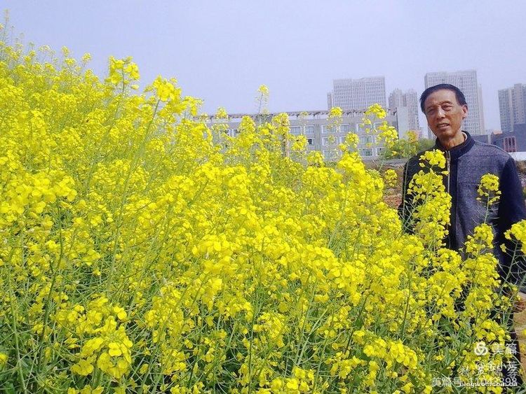 梦中的油菜花田,梦中的油菜花完整版