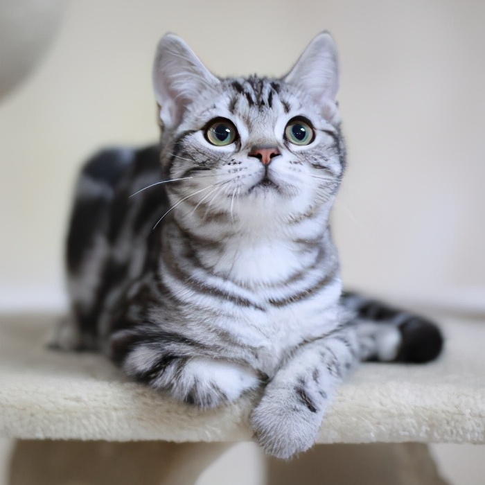 新手养猫攻略3年养猫经验分享,第一次养猫建议公猫还是母猫