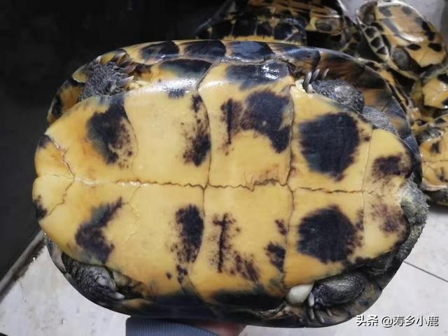 如何鉴别自己养的“南石”是不是纯种的南石？