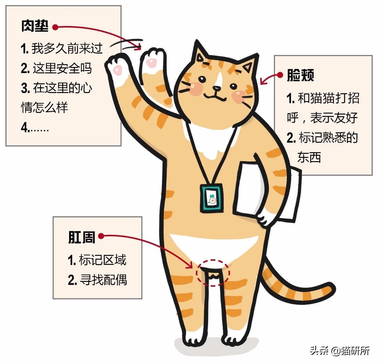 费洛蒙猫咪平替,费洛蒙猫咪行为