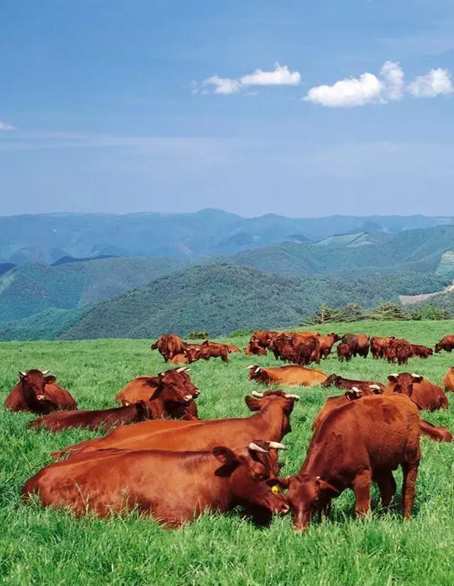 世界顶级牛肉是什么牛,世界最顶级的牛肉视频