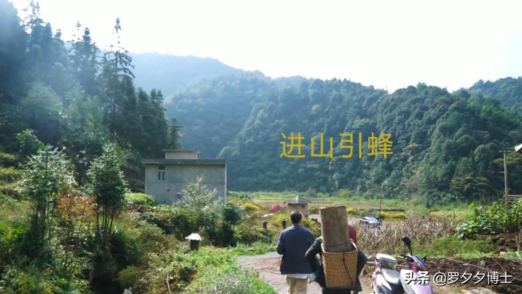 买不到土蜂蜜的真正原因,土蜂蜜鲜为人知的内幕值得一看