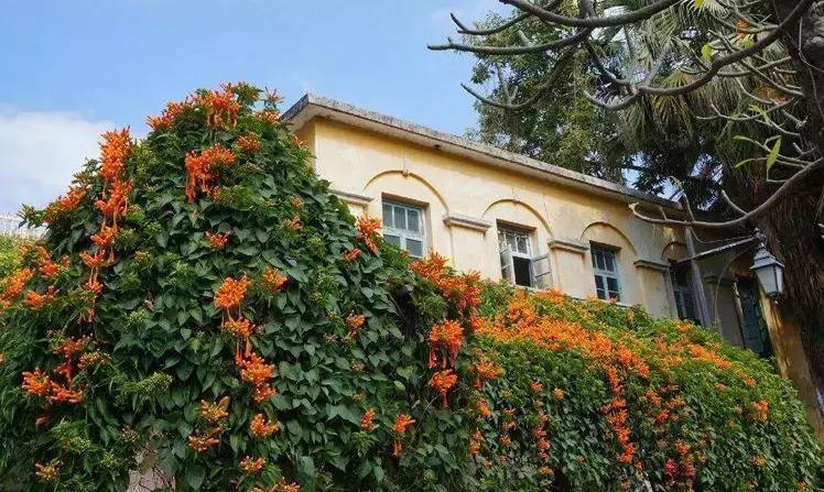 一年四季开花的爬藤花卉有哪些,一年就能爬满墙的爬藤花卉