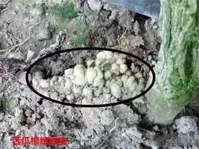 烧苗烂根,烧苗了土壤还能用吗