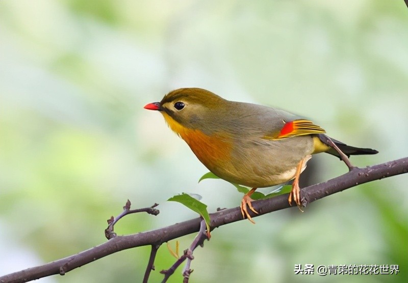 笼养鸟为什么易生病,笼养鸟肠胃炎怎么治
