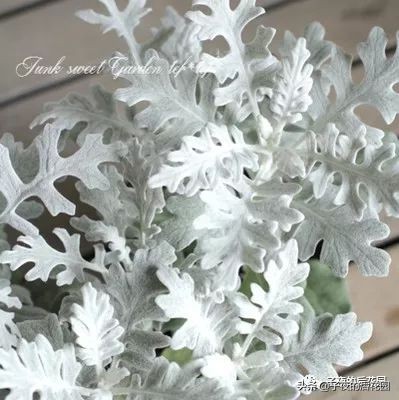 花店常用的配花配草有哪些方法,常见配花配草