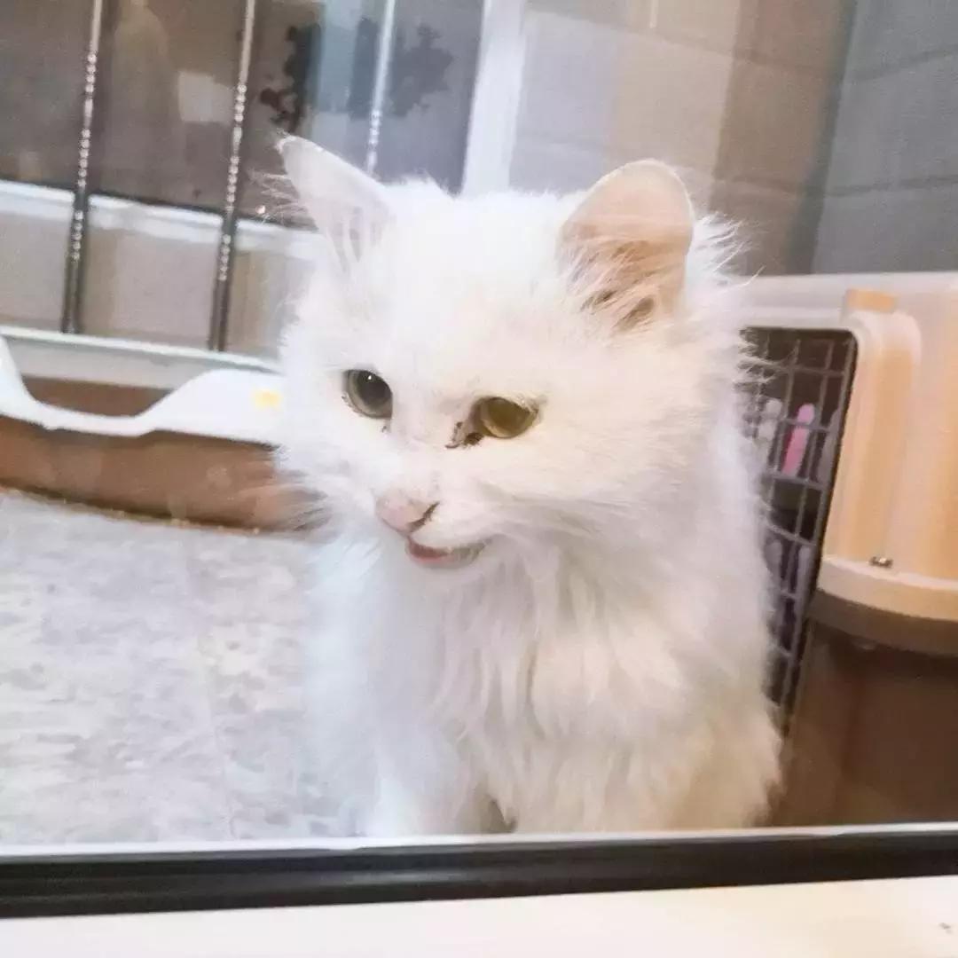 给它们一个家|线上宠物领养日,201903102