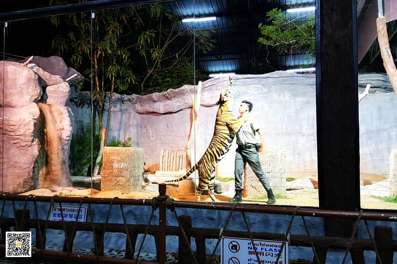 清迈夜间动物园珍稀动物魅力无限,清迈动物园参观