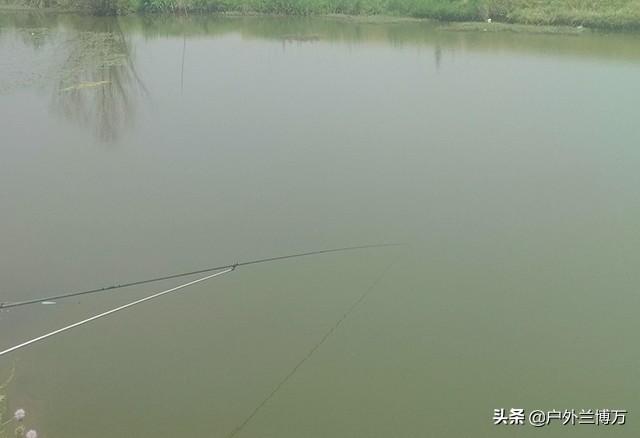 走水江河野钓草鱼饵料,走水河钓鲤鱼饵料配方