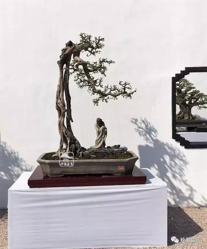 一盆盆景佳作究竟应该是怎样的,大师级盆景作品欣赏