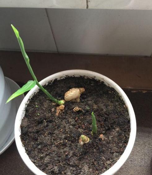 1个生姜埋盆里，两三天浇1次水，半年后收获鲜姜20斤，够全家吃