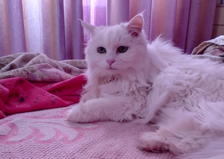 《喵生人生》之1——动态静态的喵生人生