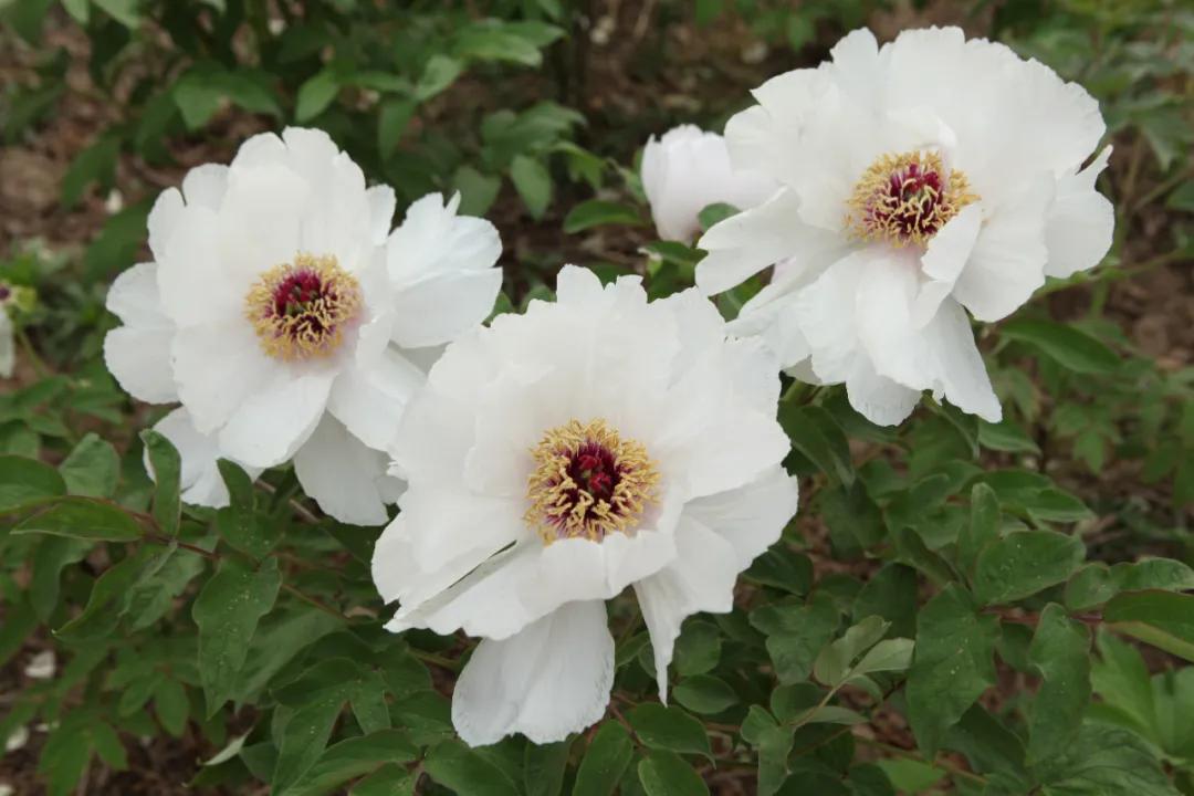 朝阳赏花攻略（建议收藏）
