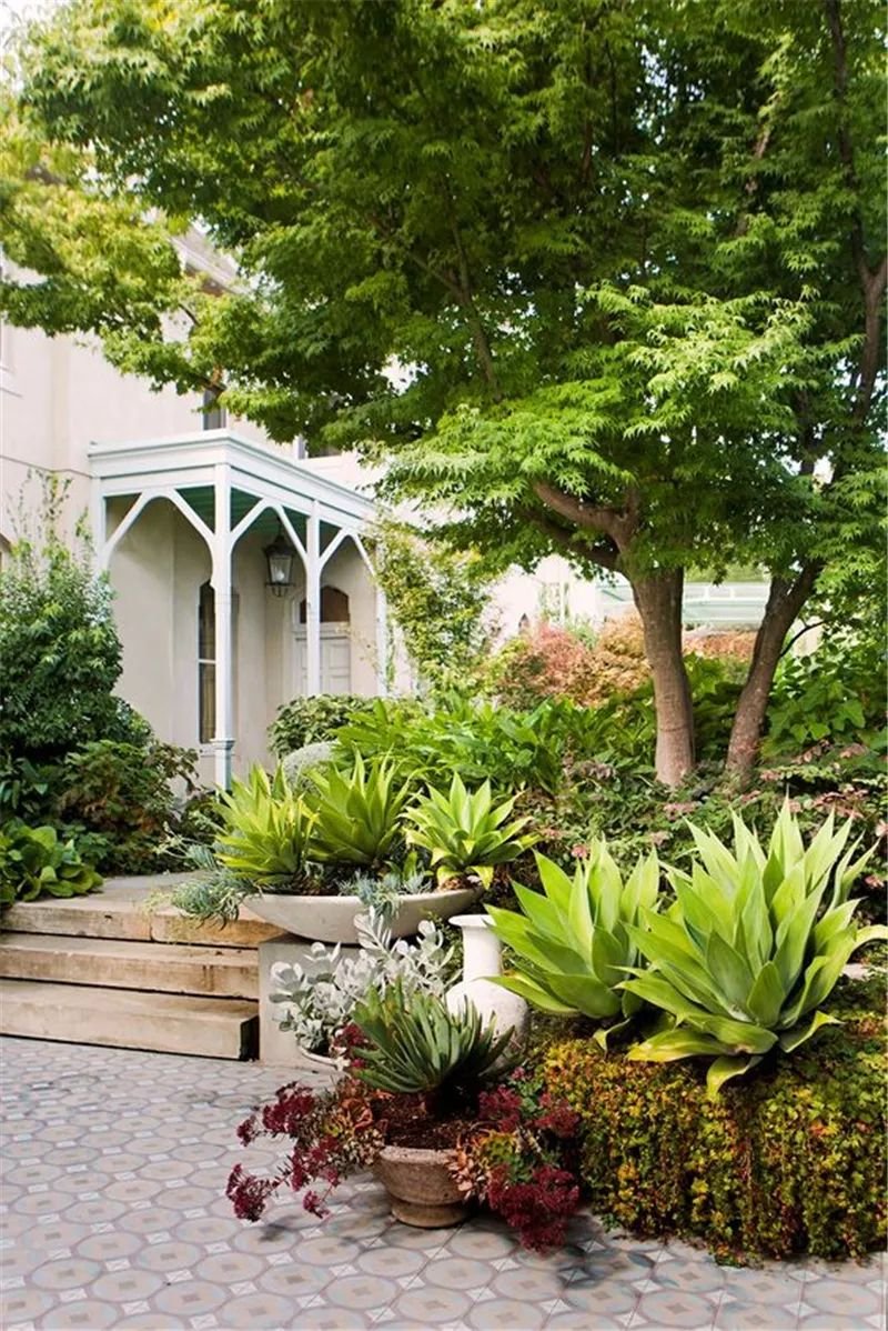 老外的多肉盆景惊艳了世界,多肉庭院美极了