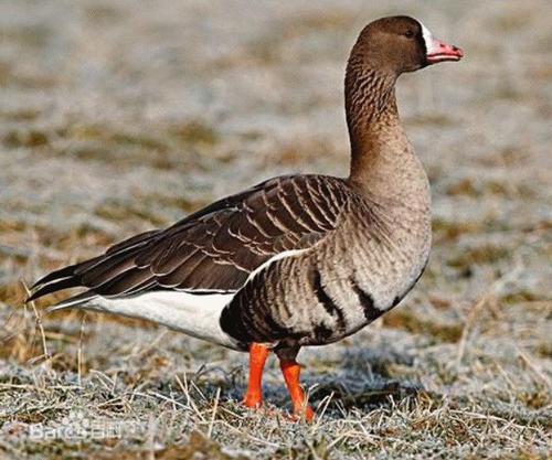 山海经都有哪些动物被证实存在,如果山海经的异兽真的存在