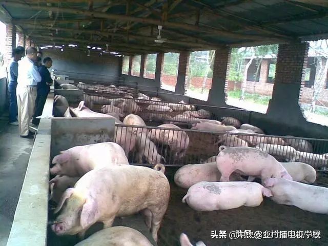 养猪养殖模式有什么优缺点,生态经济型养猪技术
