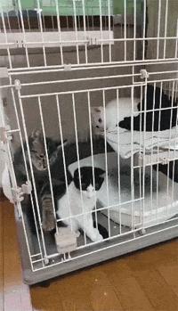 奇怪的知识增加了！猫咪简直就是液体做的