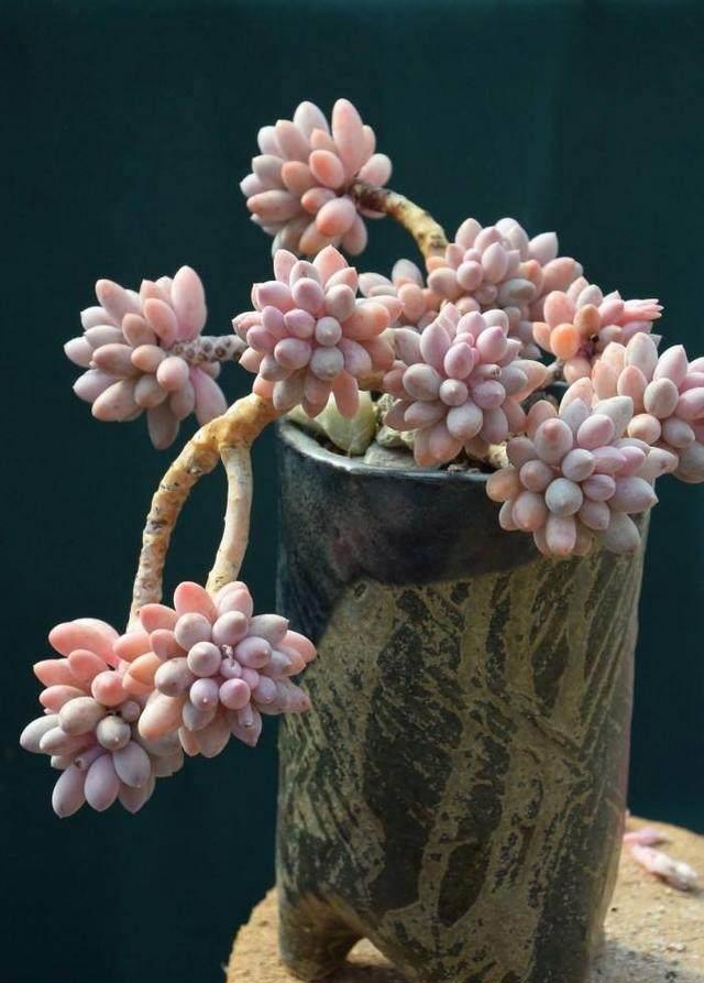 多肉容易养成老桩都有哪些品种,多肉老桩欣赏最新