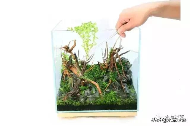 30cm小缸青龙石造景大全,30cm长缸原生溪流缸造景