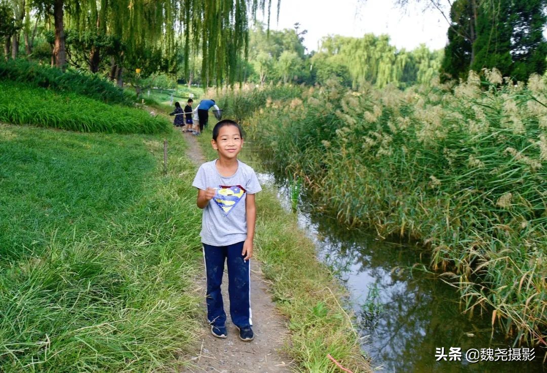 北京北坞公园里的京西稻又熟了,曾经只有皇上才能吃上这儿的大米