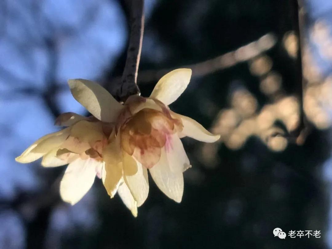 游百花公园400字作文四年级,游百花公园有感