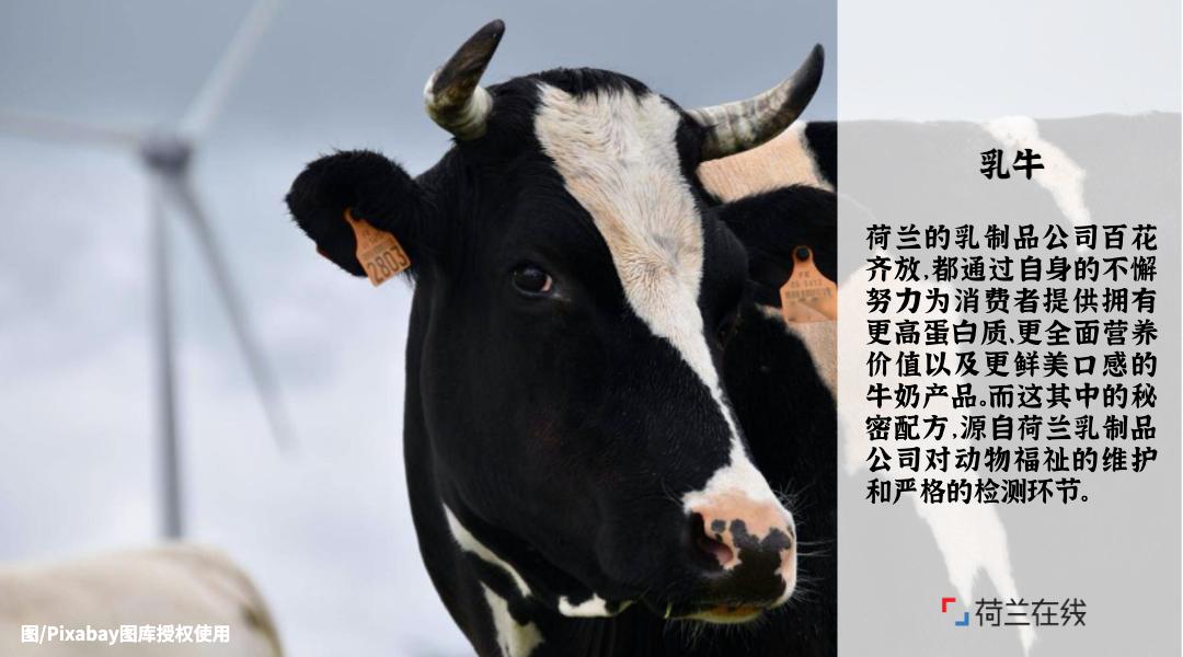 荷兰的食物有哪些,荷兰食物营养表