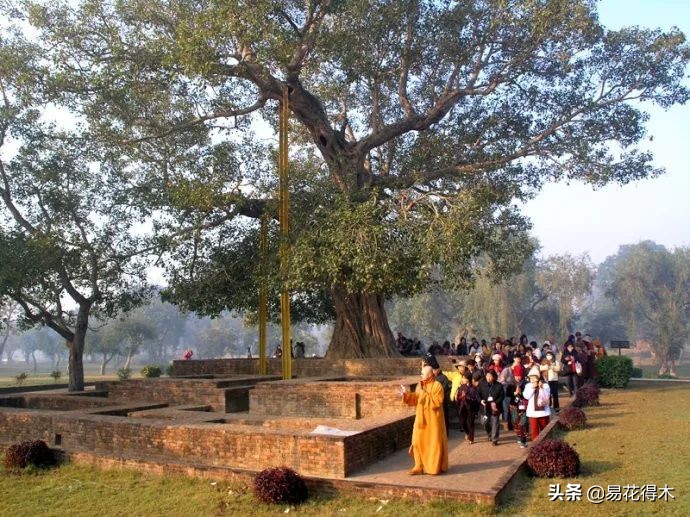 佛教的五树六花指的是什么,佛教五树六花是哪些植物