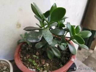 “3种花”冻伤不要扔,教你这样做,快速恢复生机,很有观赏性